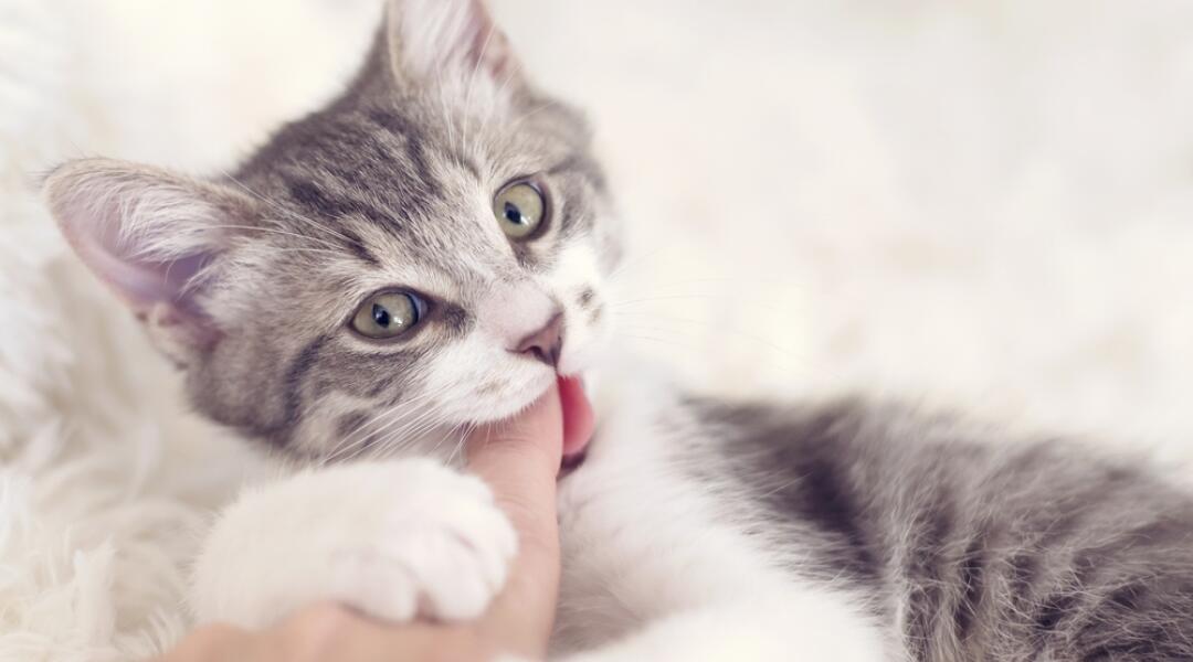 Take a bite out of antibiotic resistance